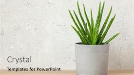  Presentation with succulent - Theme featuring green-houseplants-succulent-aloe-vera background and a lemonade colored foreground