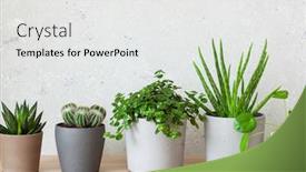  Presentation with succulent - Colorful slide deck enhanced with green-houseplants-succulent-aloe-vera backdrop and a white colored foreground