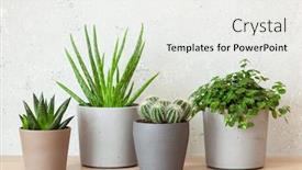  Presentation with aloe vera - Cool new theme with green-houseplants-succulent-aloe-vera backdrop and a white colored foreground
