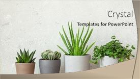  Presentation with succulent - Theme consisting of green-houseplants-succulent-aloe-vera background and a white colored foreground