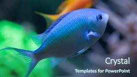  Presentation with wildlife - PPT theme with green hromis chromis viridis also background and a ocean colored foreground