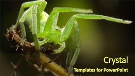  Presentation with spider web - Presentation theme having green huntsman spider micrommata virescens female it does not build a web and hunts insects in green vegetation where it is well camouflaged background and a tawny brown colored foreground