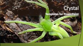  Presentation with spider web - Slides featuring green huntsman spider micrommata virescens female it does not build a web and hunts insects in green vegetation where it is well camouflaged background and a wine colored foreground