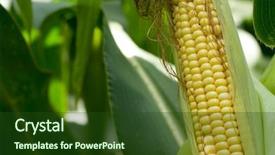  Presentation with rice husk from green starts - PPT layouts featuring green husked ear of corn background and a tawny brown colored foreground