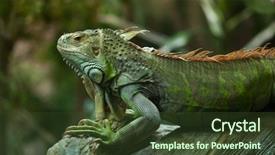  Presentation with green life - Audience pleasing presentation theme consisting of green iguana iguana iguana wild backdrop and a tawny brown colored foreground