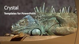  Presentation with wildlife - Amazing presentation having green-iguana-iguana-iguana-wildlife backdrop and a dark gray colored foreground