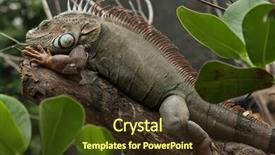 Presentation with wildlife - PPT layouts having green-iguana-iguana-iguana-wildlife background and a tawny brown colored foreground