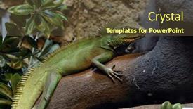  Presentation with green life - Presentation theme consisting of green-iguana-in-tree-wild background and a tawny brown colored foreground