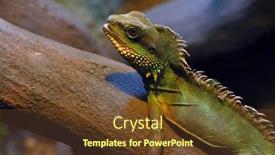  Presentation with green life - Theme enhanced with green-iguana-wild-life-photo background and a tawny brown colored foreground