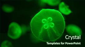  Presentation with jellyfish - Slide deck enhanced with green illuminated aurelia jellyfish underwater background and a forest green colored foreground