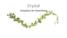  Presentation with ivy - Slides having green-ivy-isolated-on-white background and a white colored foreground