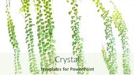  Presentation with ivy - Presentation theme enhanced with green-ivy-isolated-on-white background and a soft green colored foreground