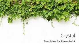  Presentation with ivy - Theme featuring green-ivy-isolated-on-white background and a white colored foreground