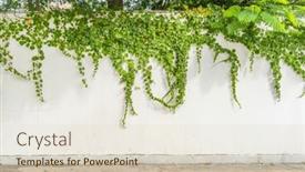  Presentation with ivy - Presentation enhanced with green-ivy-isolated-on-white background and a lemonade colored foreground