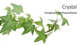  Presentation with concrete - Audience pleasing slide deck consisting of concrete masonry - green ivy isolated backdrop and a white colored foreground