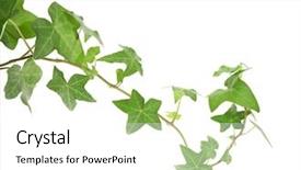  Presentation with masonry - Slide deck enhanced with concrete masonry - green ivy isolated background and a white colored foreground