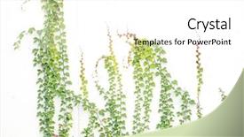  Presentation with masonry - Beautiful presentation design featuring concrete masonry - green ivy isolated backdrop and a white colored foreground