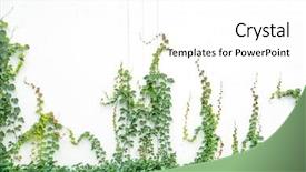  Presentation with ivy - Slide deck with concrete masonry - green ivy isolated background and a white colored foreground