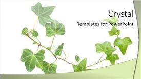  Presentation with masonry - Beautiful slides featuring concrete masonry - green ivy isolated backdrop and a white colored foreground