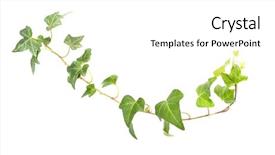  Presentation with ivy - Theme with concrete masonry - green ivy isolated background and a white colored foreground