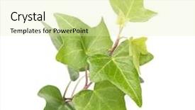  Presentation with masonry - Colorful PPT layouts enhanced with concrete masonry - green ivy isolated backdrop and a soft green colored foreground