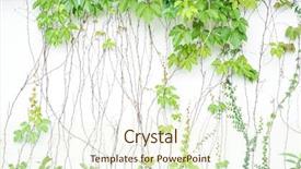  Presentation with ivy - Audience pleasing presentation theme consisting of green ivy isolated backdrop and a cream colored foreground