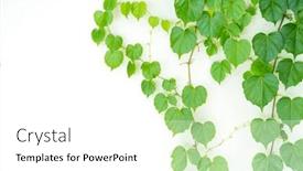  Presentation with ivy - Audience pleasing slides consisting of green ivy isolated on a white background backdrop and a white colored foreground