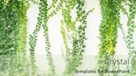  Presentation with ivy - Theme featuring green ivy isolated on a white background background and a soft green colored foreground