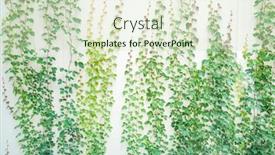  Presentation with ivy - Theme with green ivy isolated background and a soft green colored foreground