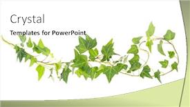  Presentation with ivy - Audience pleasing slide deck consisting of green-ivy-isolated backdrop and a white colored foreground