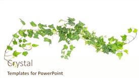  Presentation with ivy - Slide deck enhanced with green-ivy-isolated background and a cream colored foreground