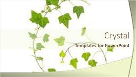  Presentation with white green - Theme with green-ivy-isolated background and a cream colored foreground