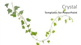  Presentation with ivy - Colorful PPT theme enhanced with green-ivy-isolated backdrop and a white colored foreground