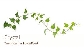  Presentation with ivy - Colorful slide deck enhanced with green-ivy-isolated backdrop and a cream colored foreground