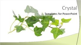  Presentation with white green - Presentation design featuring green-ivy-isolated background and a white colored foreground