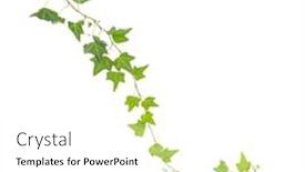  Presentation with ivy - Cool new slides with green-ivy-isolated backdrop and a white colored foreground