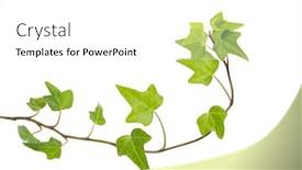  Presentation with ivy - Colorful slide set enhanced with green-ivy-isolated backdrop and a white colored foreground