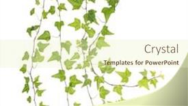  Presentation with ivy - Slide deck having green-ivy-isolated background and a soft green colored foreground