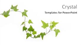  Presentation with white green - Cool new slide deck with green-ivy-isolated backdrop and a white colored foreground