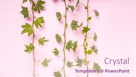  Presentation with pink green - Colorful slides enhanced with green-ivy-isolated backdrop and a pink colored foreground