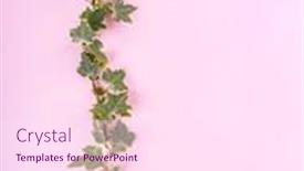  Presentation with pink green - Presentation theme enhanced with green-ivy-isolated background and a pink colored foreground
