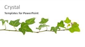  Presentation with ivy - Beautiful PPT layouts featuring green-ivy-isolated backdrop and a white colored foreground