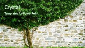  Presentation with ivy - Beautiful presentation featuring green ivy leaf covered wall backdrop and a tawny brown colored foreground