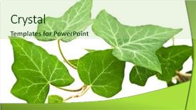  Presentation with veins - Presentation with green ivy leaves with veins on white background background and a mint green colored foreground
