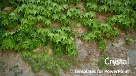  Presentation with green ivy plant hedera helix - Cool new presentation theme with green ivy on a stone backdrop and a gray colored foreground