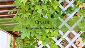  Presentation with ivy - Slide set with green-ivy-on-a-wood background and a seafoam green colored foreground