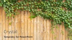  Presentation with green ivy plant hedera helix - Presentation design consisting of green-ivy-on-a-wood background and a coral colored foreground