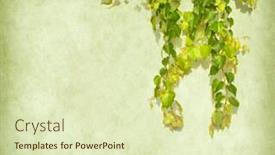  Presentation with green paper texture - Theme featuring green-ivy-on-old-grunge background and a soft green colored foreground