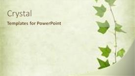  Presentation with antique paper texture - Presentation theme enhanced with green ivy on old grunge antique paper texture background and a cream colored foreground