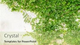  Presentation with ivy - Beautiful slides featuring green-ivy-on-the-white backdrop and a yellow colored foreground